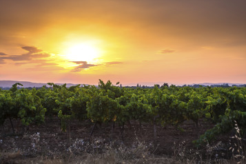 Beautiful Sunset over a vineyard in French Provence